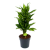 Dracaena Cintho - Vertakt - Drakenbloedboom - P21 H70 - Kamerplant