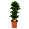 Dracaena Compacta - Vertakt - Drakenbloedboom - P27 H100 - Kamerplant