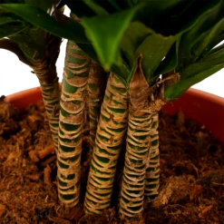 Dracaena Compacta - Vertakt - Drakenbloedboom - P27 H100 - Kamerplant -Botanische Tuin dracaena compacta vertakt drakenbloedboom p27 h100 6 1