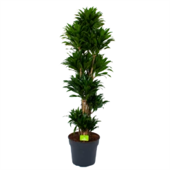 Dracaena Compacta - Vertakt - Drakenbloedboom - P34 H170 - Kamerplant