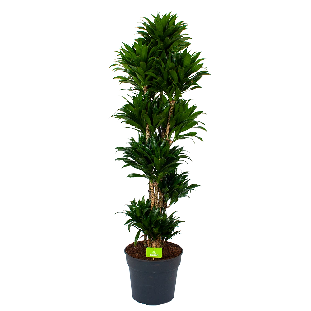 Dracaena Compacta - Vertakt - Drakenbloedboom - P34 H170 - Kamerplant 1 Dracaena Compacta - Vertakt - Drakenbloedboom - P34 H170 - Kamerplant