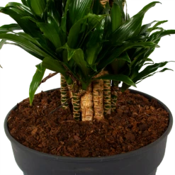 Dracaena Compacta - Vertakt - Drakenbloedboom - P34 H170 - Kamerplant 6 Dracaena Compacta - Vertakt - Drakenbloedboom - P34 H170 - Kamerplant -Botanische Tuin dracaena compacta vertakt drakenbloedboom p34 h170 6 1