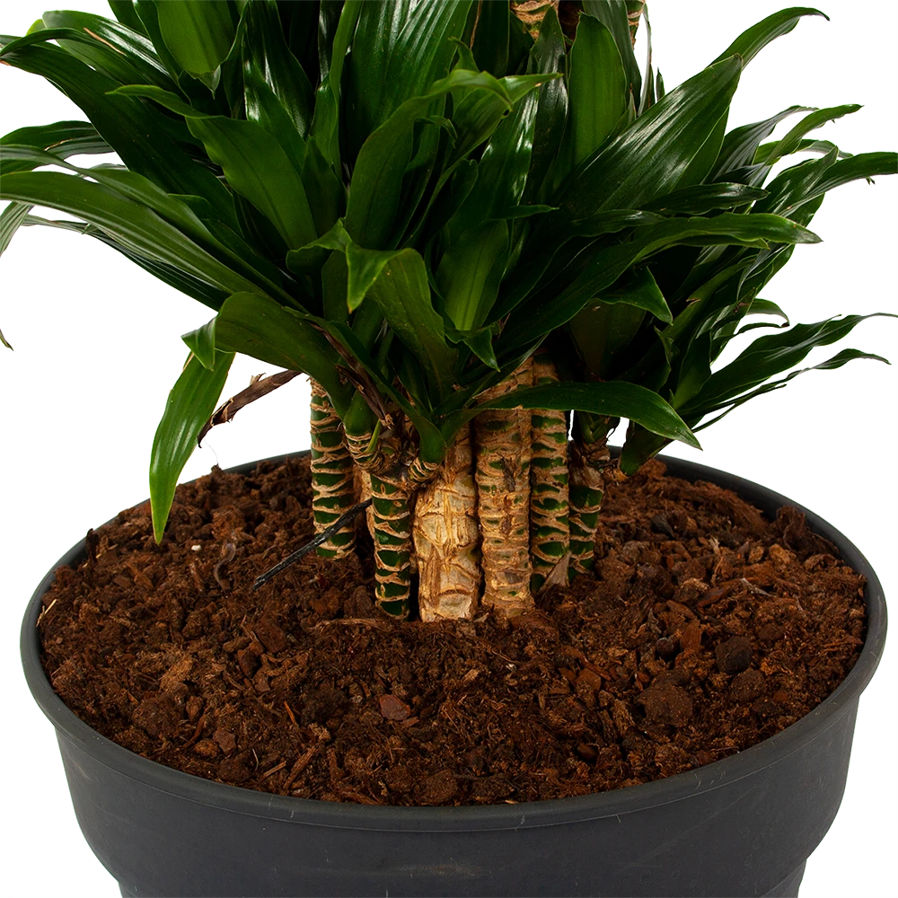 Dracaena Compacta - Vertakt - Drakenbloedboom - P34 H170 - Kamerplant 3 Dracaena Compacta - Vertakt - Drakenbloedboom - P34 H170 - Kamerplant - Afbeelding 3