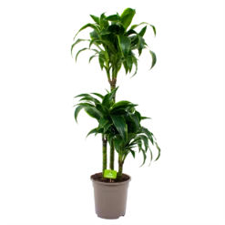 Dracaena Dorado - Op Stam - Drakenbloedboom - P21 H100 - Kamerplant