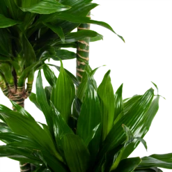 Dracaena Green Jewel - Op Stam - Drakenbloedboom - P28 H140 - Kamerplant -Botanische Tuin dracaena green jewel op stam drakenbloedboom p28 h140 6