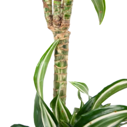 Dracaena Jade Jewel - Op Stam - Drakenbloedboom - P24 H100 - Kamerplant -Botanische Tuin dracaena jade jewel op stam drakenbloedboom p24 h100 6