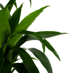 Dracaena Janet Craig - Op Stam - Drakenbloedboom - P34 H170 - Kamerplant -Botanische Tuin dracaena janet craig op stam drakenbloedboom p34 h170 6 1