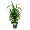 Dracaena Janet Craig - Vertrakt - Drakenbloedboom - P21 H80 - Kamerplant