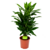 Dracaena Janet Lind - Vertakt - Drakenbloedboom - P21 H80 - Kamerplant