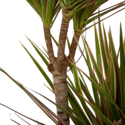 Dracaena Marginata Bicolor - Op Stam - Drakenbloedboom - P21 H125 - Kamerplant -Botanische Tuin dracaena marginata bicolor op stam drakenbloedboom p21 h125 4