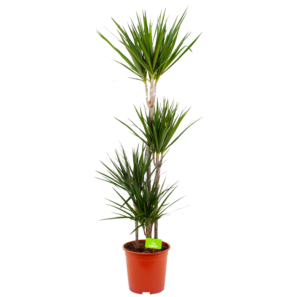 Dracaena Marginata Groen - Op Stam - Drakenbloedboom - P24 H150 - Kamerplant 1 Dracaena Marginata Groen - Op Stam - Drakenbloedboom - P24 H150 - Kamerplant