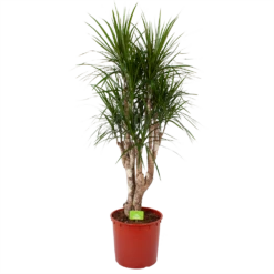 Dracaena Marginata Groen - Vertakt - Drakenbloedboom - P30 H140 - Kamerplant