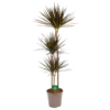 Dracaena Marginata Magenta - Op Stam - Drakenbloedboom - P24 H140 - Kamerplant