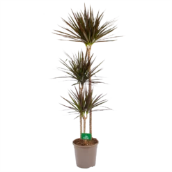 Voorkant 18 Dracaena Marginata Magenta - Op Stam - Drakenbloedboom - P24 H140 - Kamerplant