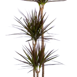 Voorkant -Botanische Tuin dracaena marginata magenta op stam drakenbloedboom p24 h140 kamerplant 3