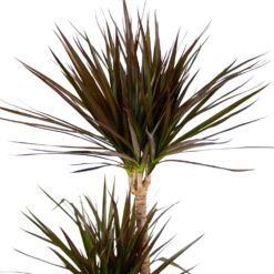Dracaena Marginata Magenta - Op Stam - Drakenbloedboom - P24 H140 - Kamerplant -Botanische Tuin dracaena marginata magenta op stam drakenbloedboom p24 h140 kamerplant 4