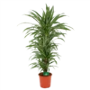 Dracaena Warneckei - Vertakt - Drakenbloedboom - P24 H110 - Kamerplant