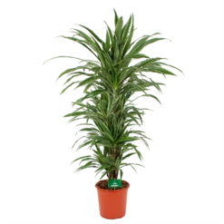 Dracaena Warneckei - Vertakt - Drakenbloedboom - P24 H110 - Kamerplant