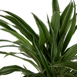 Dracaena Warneckei - Vertakt - Drakenbloedboom - P24 H110 - Kamerplant -Botanische Tuin dracaena warneckei vertakt drakenbloedboom p24 h110 kamerplant 4
