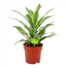 Dracaena White Jewel - Drakenbloedboom - P17 H45 - Kamerplant
