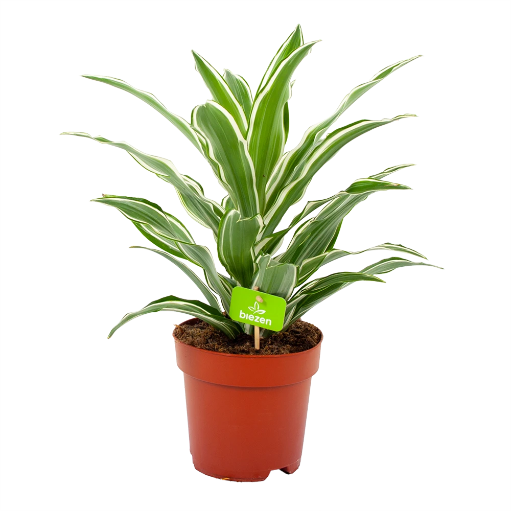 Dracaena White Jewel - Drakenbloedboom - P17 H45 - Kamerplant 1 Dracaena White Jewel - Drakenbloedboom - P17 H45 - Kamerplant