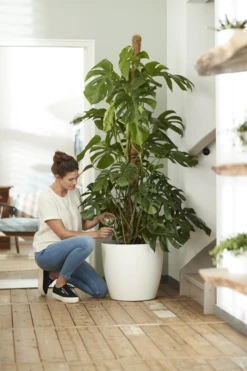 Bloempot Elho Brussels Rond 47cm - Met Wielen - Wit -Botanische Tuin elho brussels rond wielen 47 wit bloempot 7 7