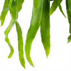 Epiphyllum Pumilum - In Hangpot - P17 H40 - Kamerplant -Botanische Tuin epiphyllum pumilum in hangpot p17 h40 6 1