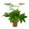 Fatsia Japonica - Vingerplant - P19 H60 - Kamerplant