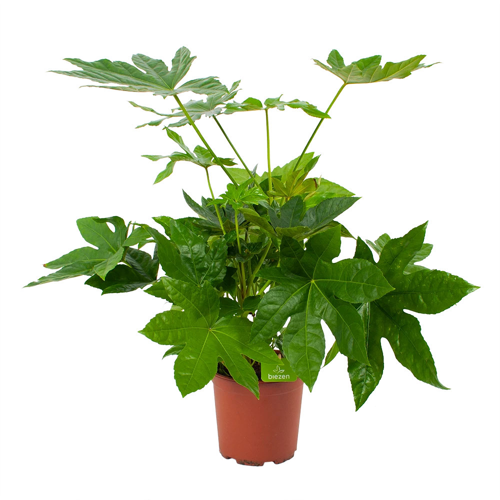 Fatsia Japonica - Vingerplant - P19 H60 - Kamerplant 1 Fatsia Japonica - Vingerplant - P19 H60 - Kamerplant
