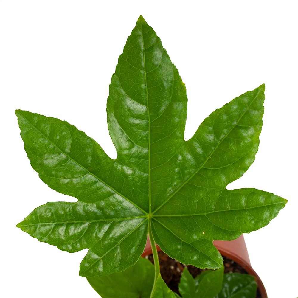 Fatsia Japonica - Vingerplant - P19 H60 - Kamerplant 2 Fatsia Japonica - Vingerplant - P19 H60 - Kamerplant - Afbeelding 2