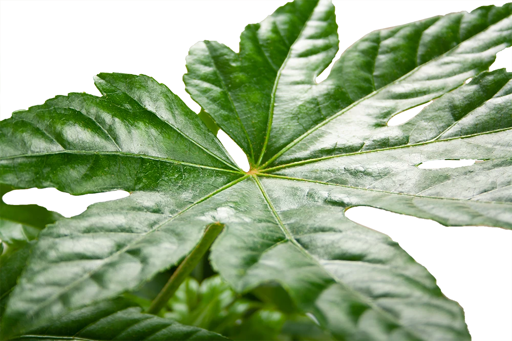 Fatsia Japonica - Vingerplant - P19 H60 - Kamerplant 3 Fatsia Japonica - Vingerplant - P19 H60 - Kamerplant - Afbeelding 3