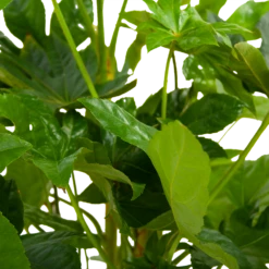 Fatsia Japonica - Vingerplant - P19 H60 - Kamerplant 8 Fatsia Japonica - Vingerplant - P19 H60 - Kamerplant -Botanische Tuin fatsia japonica vingerplant p19 h60 6