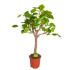 Ficus Altissima - Vertakt - P27 H130 - Kamerplant