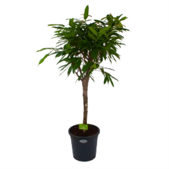 Ficus Binnendijkii Amstel King Op Stam - Treurvijg - P31 H140 - Kamerplant