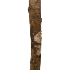 Ficus Binnendijkii Amstel King Op Stam - Treurvijg - P31 H140 - Kamerplant -Botanische Tuin ficus binnendijkii amstel king op stam treurvijg p31 h140 6