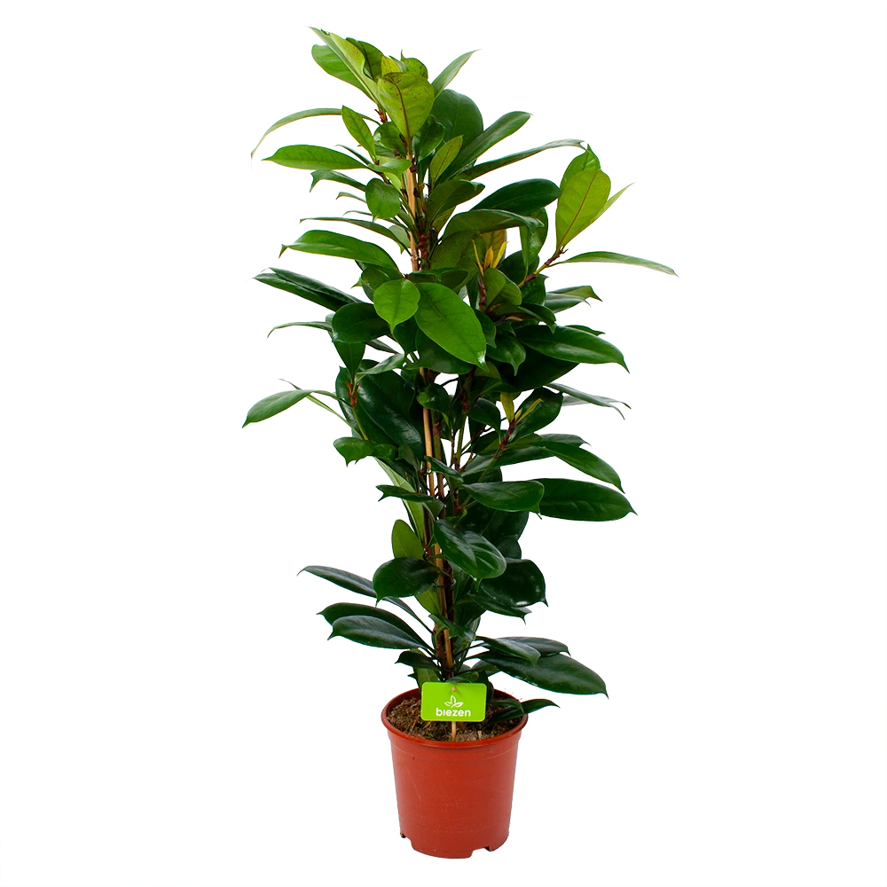 Ficus Cyathistipula - Groene Vijg - Toef - P21 H105 - Kamerplant 1 Ficus Cyathistipula - Groene Vijg - Toef - P21 H105 - Kamerplant