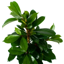 Ficus Cyathistipula - Groene Vijg - Toef - P21 H105 - Kamerplant 6 Ficus Cyathistipula - Groene Vijg - Toef - P21 H105 - Kamerplant -Botanische Tuin ficus cyathistipula groene vijg toef p21 h105 6 1