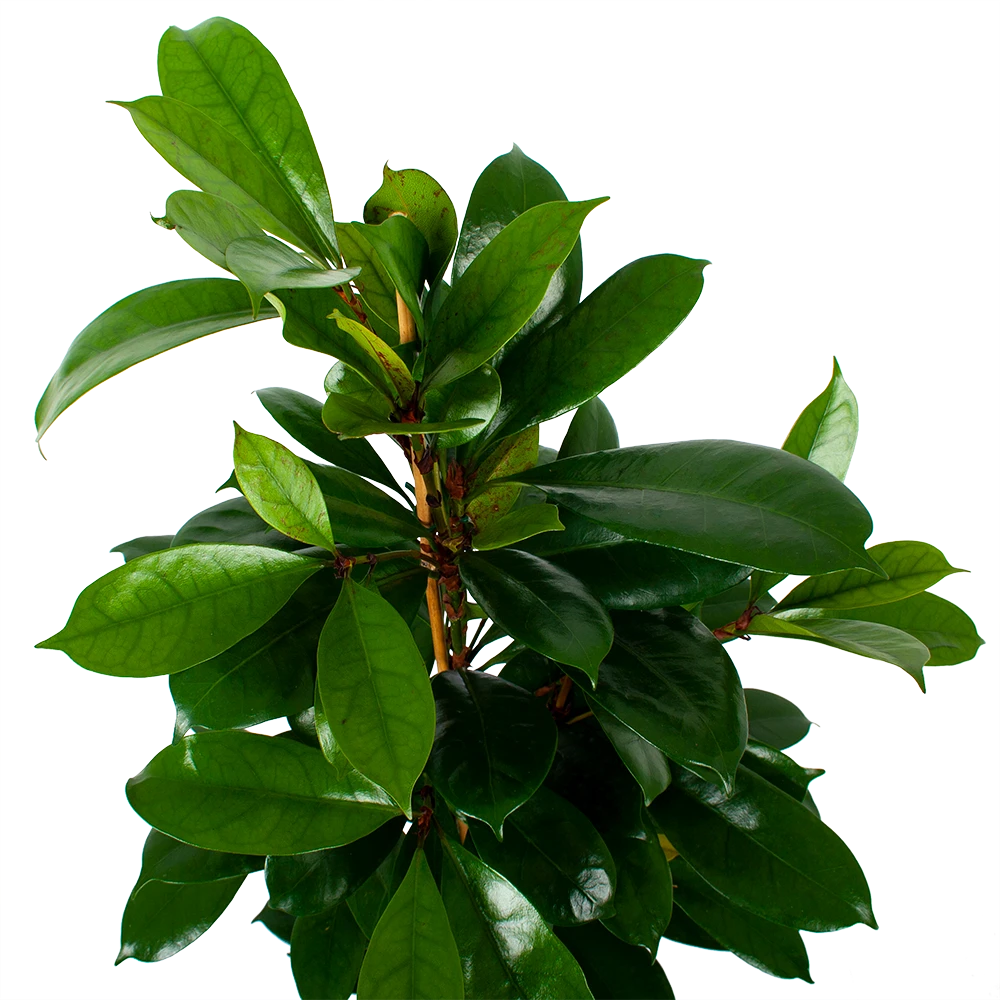 Ficus Cyathistipula - Groene Vijg - Toef - P21 H105 - Kamerplant 3 Ficus Cyathistipula - Groene Vijg - Toef - P21 H105 - Kamerplant - Afbeelding 3