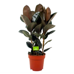 Ficus Elastica Abidjan - Rubberboom - P27 H100 - Kamerplant