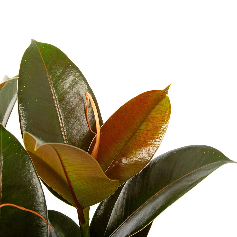 Ficus Elastica Melany - Rubberboom - P19 H55 - Kamerplant 3 Ficus Elastica Melany - Rubberboom - P19 H55 - Kamerplant - Afbeelding 3