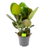Ficus Elastica Robusta - Rubberboom - P19 H55 - Kamerplant