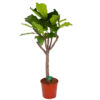 Ficus Lyrata Op Stam - Tabaksplant - P30 H150 - Kamerplant
