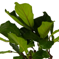 Ficus Lyrata Op Stam - Tabaksplant - P30 H150 - Kamerplant -Botanische Tuin ficus lyrata op stam tabaksplant p30 h150 kamerplant 4