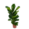 Ficus Lyrata - Tabaksplant - Toef - P17 H90 - Kamerplant