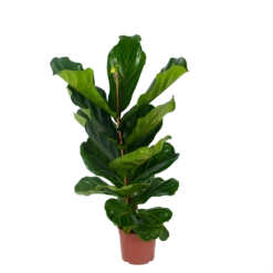 Ficus Lyrata - Tabaksplant - Toef - P17 H90 - Kamerplant