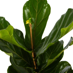 Ficus Lyrata - Tabaksplant - Toef - P17 H90 - Kamerplant -Botanische Tuin ficus lyrata tabaksplant toef p17 h90 5