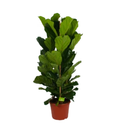 Voorkant 4 Ficus Lyrata - Tabaksplant - Toef - P35 H150 - Kamerplant