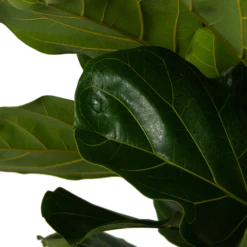 Voorkant -Botanische Tuin ficus lyrata tabaksplant toef p35 h150 5