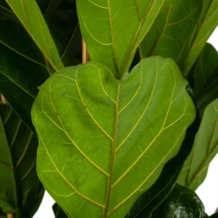 Ficus Lyrata - Tabaksplant - Toef - P35 H150 - Kamerplant -Botanische Tuin ficus lyrata tabaksplant toef p35 h150 6