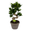Ficus Microcarpa Ginseng - Bonsai - P25 H70 - Kamerplant